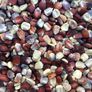 Kentucky Rainbow Dent, Corn Seed thumbnail number null